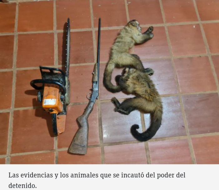 Cazador detenido por matar dos monos silvestres.