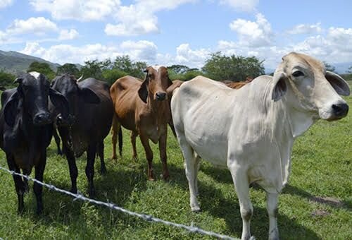 Recuperan 71 animales vacunos de 87 que fueron robados de una estancia