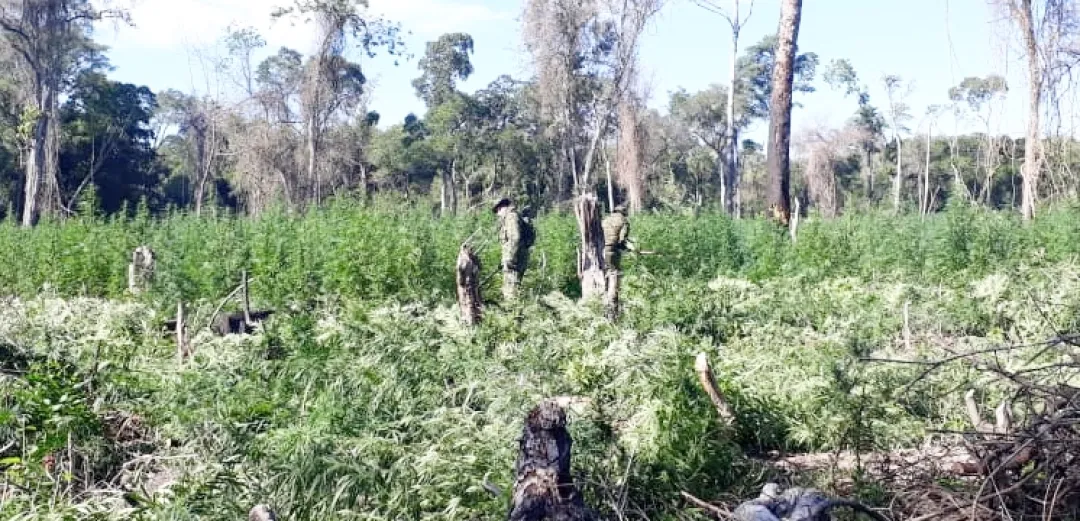 Destruyen 15 hectáreas de plantación de supuesta marihuana en una colinia indígena