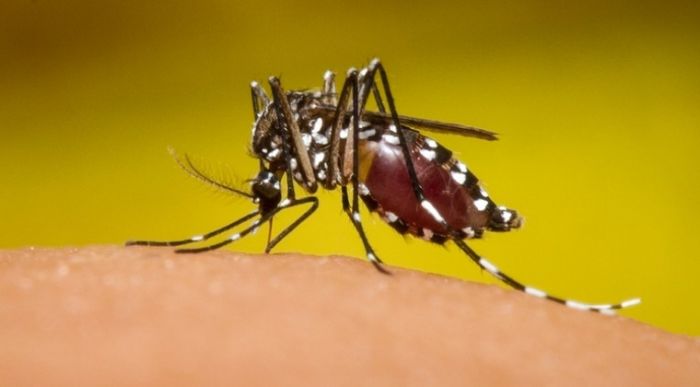 Preocupa aumento de dengue: serotipo 4 predomina en el país y amenaza a todos