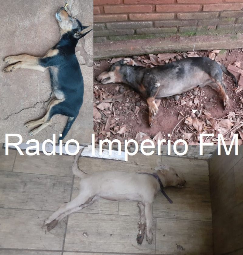Denuncian envenenamiento de perros en cercanías de  “boca de  fumo”