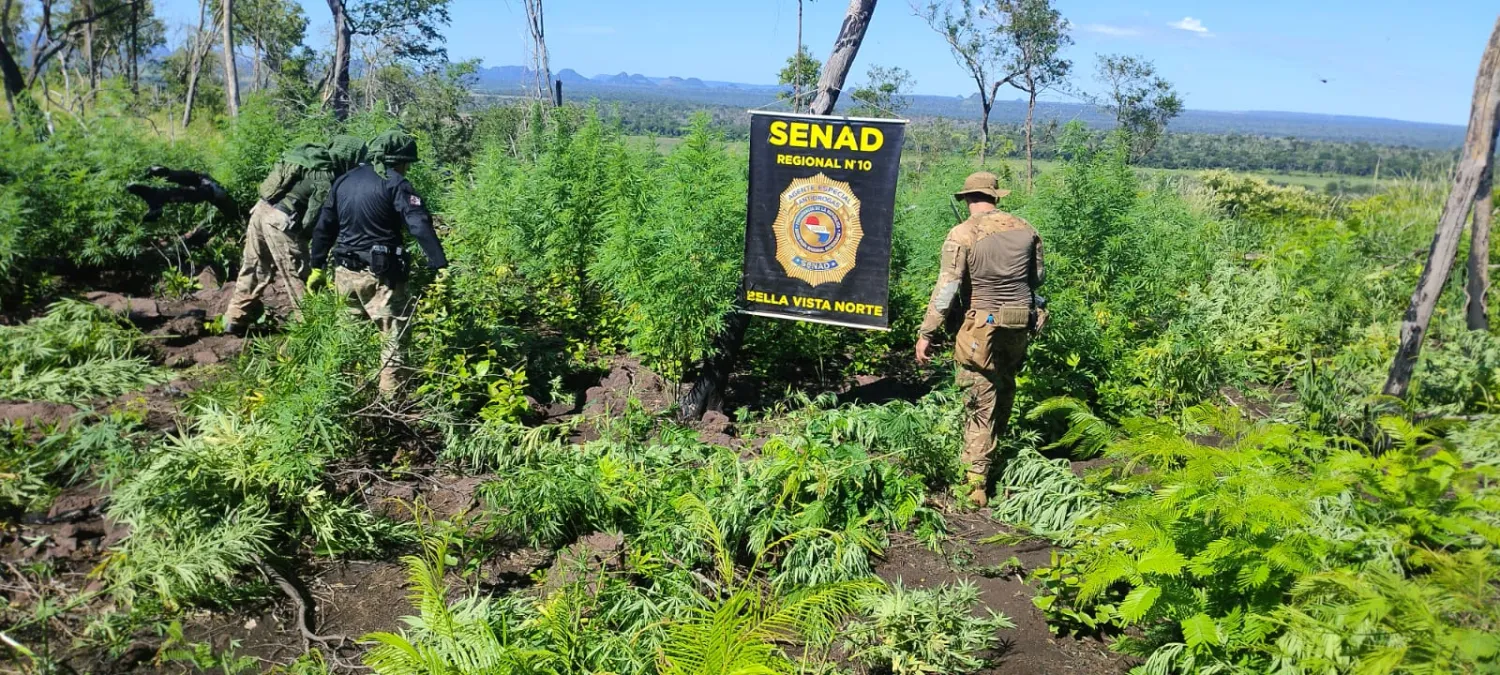 SENAD destruye 15 toneladas de marihuana en Bella Vista Norte
