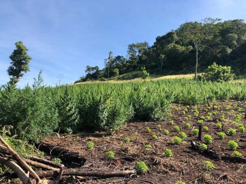 Operativo Nueva Alianza: Eliminan más de cincuenta hectáreas de marihuana en operativo.