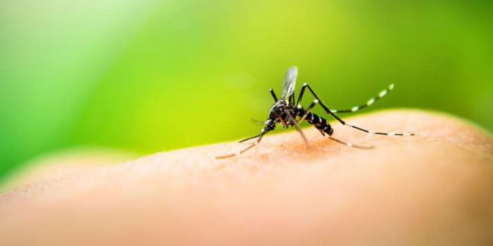 Dengue se concentra en área metropolitana