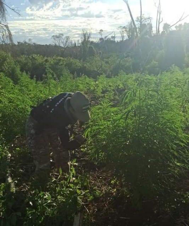 Más de 1.300 toneladas de marihuana destruidas al noveno día del operativo