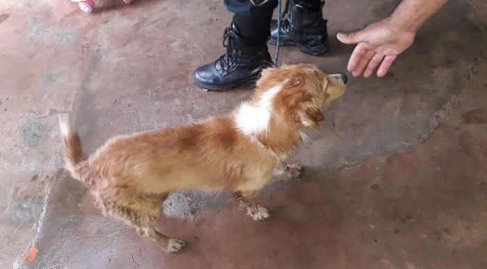 Ató a un perro por su motocicleta y lo arrastró por kilómetros: Fiscalía actúa y lo imputa
