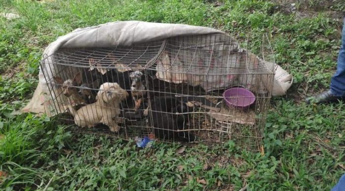 Allanan criadero clandestino: 26 animales fueron rescatados