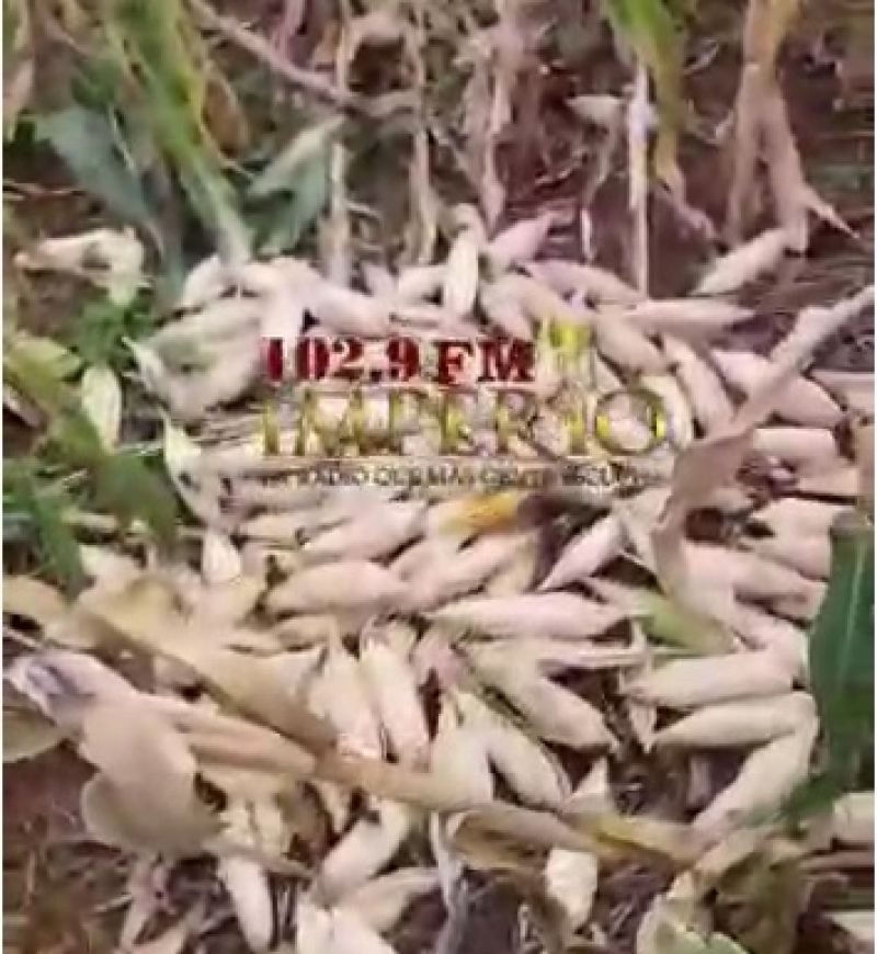 Productores de maíz denuncian robo de sus plantaciones