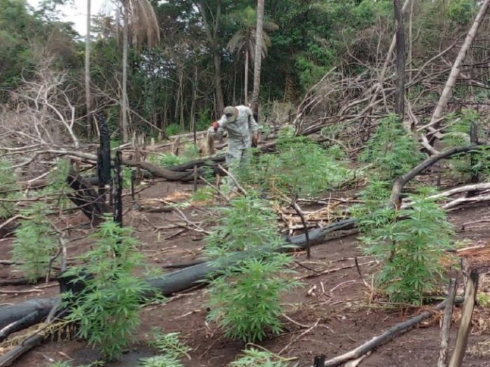 Senad elimina producción de 18 toneladas de marihuana en Amambay