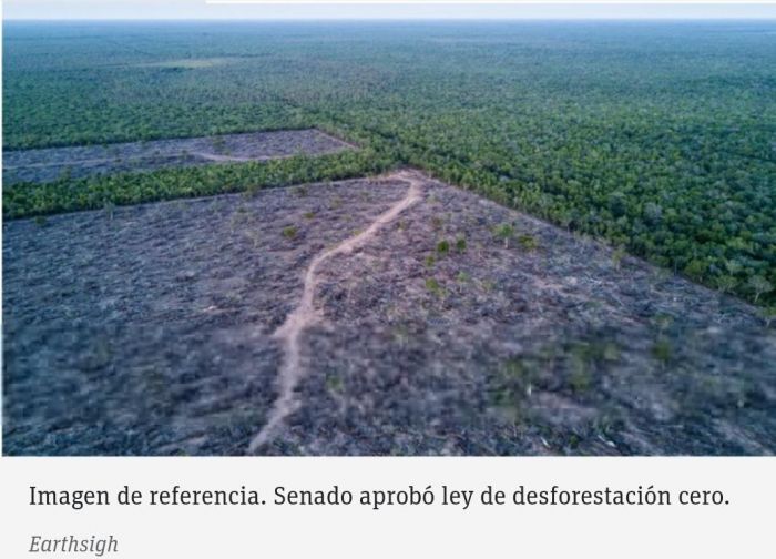 Senado aprobó vigencia de ley de deforestación cero por 10 años más