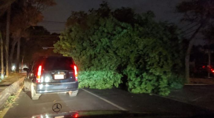rbol cay y mat a un motociclista en Asuncin