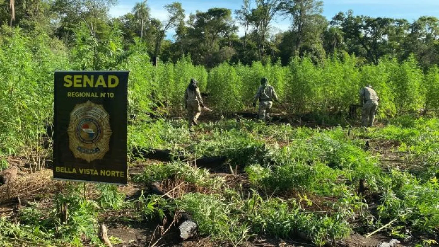 Golpe al narcotráfico en Bella Vista Norte: SENAD anula 15 toneladas de marihuana