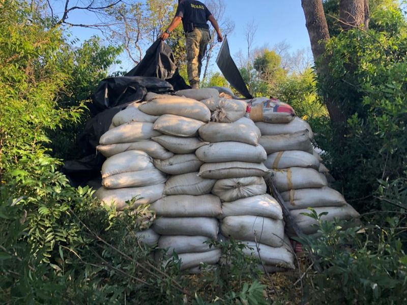 SENAD destruyó gran cantidad de marihuana en Capitán Bado.