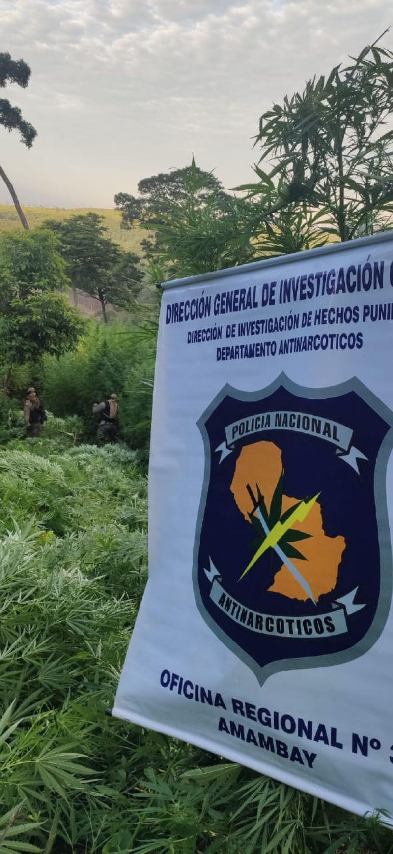 Destruyen plantación de marihuana en  Amambay.