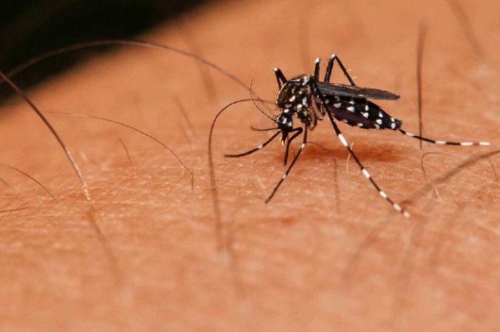 Desarrollan sistema para controlar mosquitos con cebo con olor a lluvia