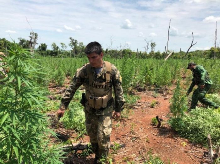 Anulan centro de producción y acopio de marihuana en Amambay
