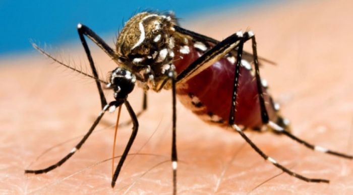 Lejos del foco principal del dengue, Concepción también es azotada por la plaga