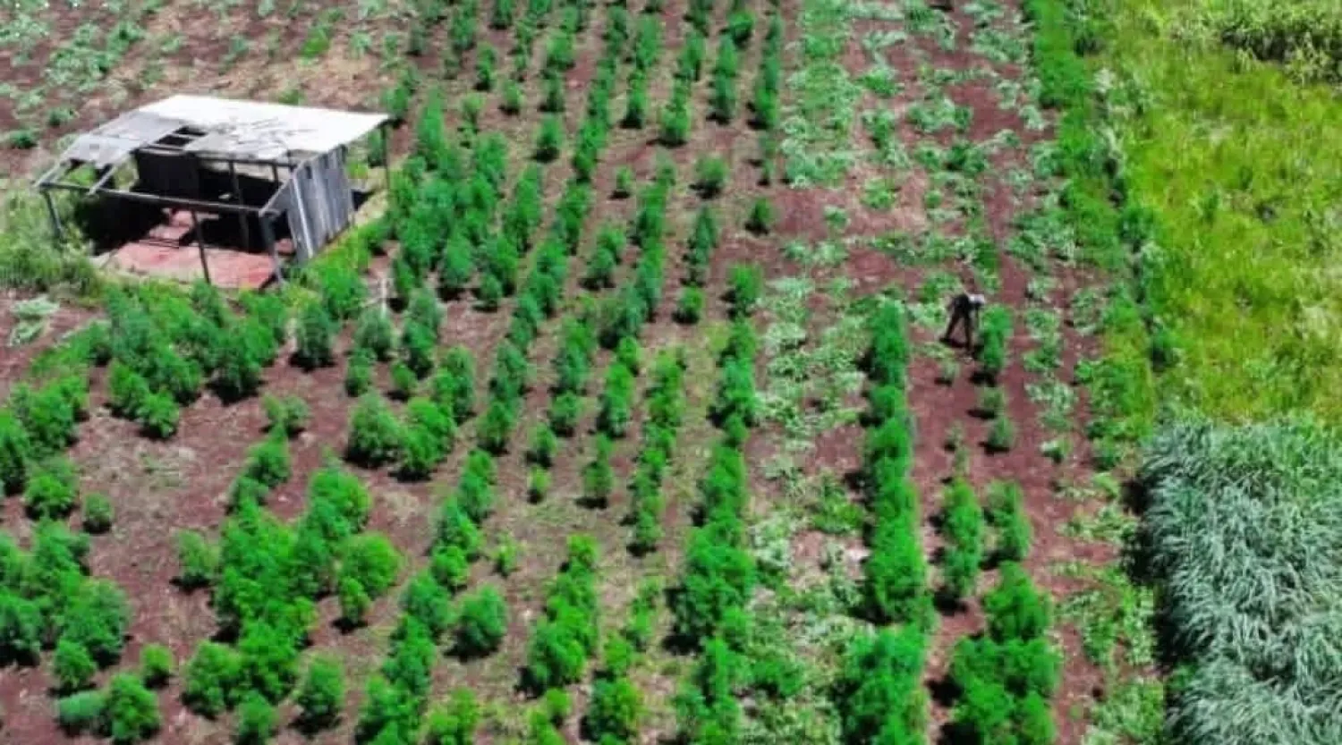 Operación Toro Expo 26: Senad elimina casi 60 hectáreas de marihuana en Amambay