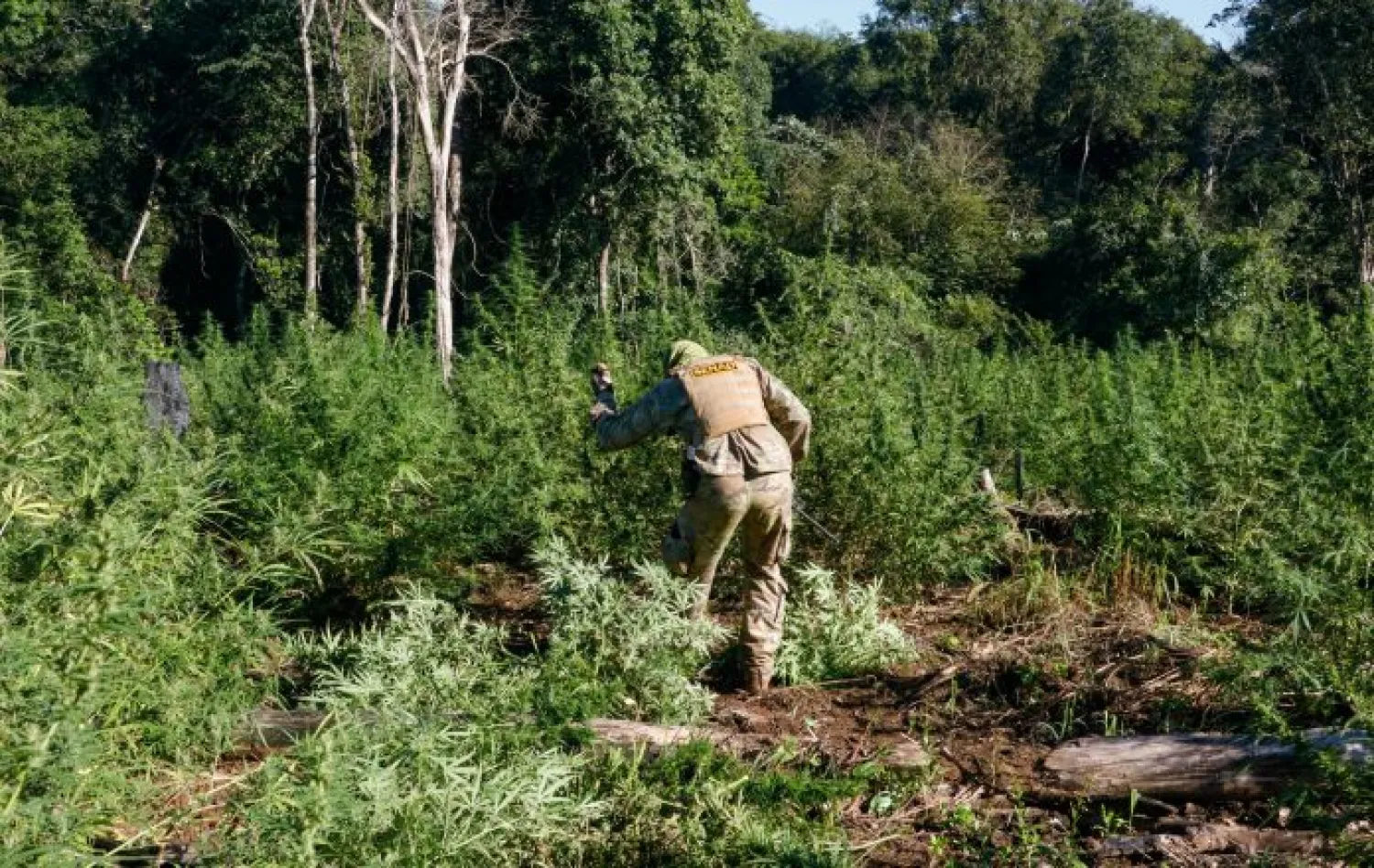 Destruyen 6 hectáreas de marihuana en operativo Antinarcóticos