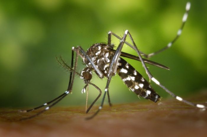 Dengue y diabetes, una combinación que puede ser fatal