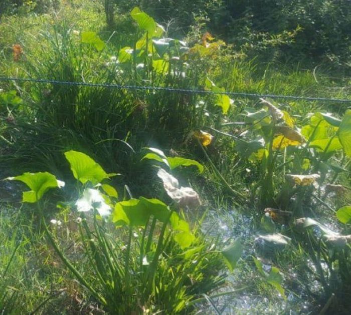 Hallan cadáver de un hombre en una laguna de Itauguá