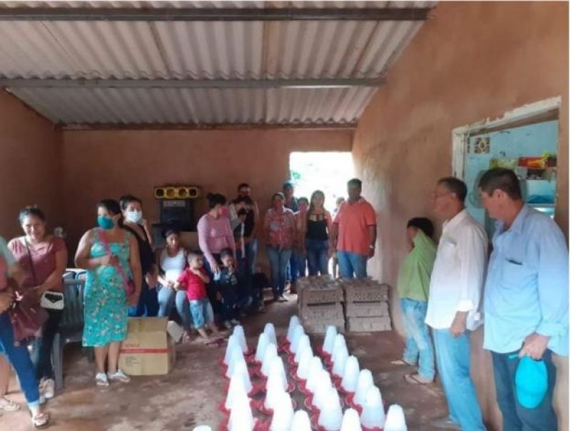 Criar pollos de corte para producción de carne podría ser una importante fuente de ingreso