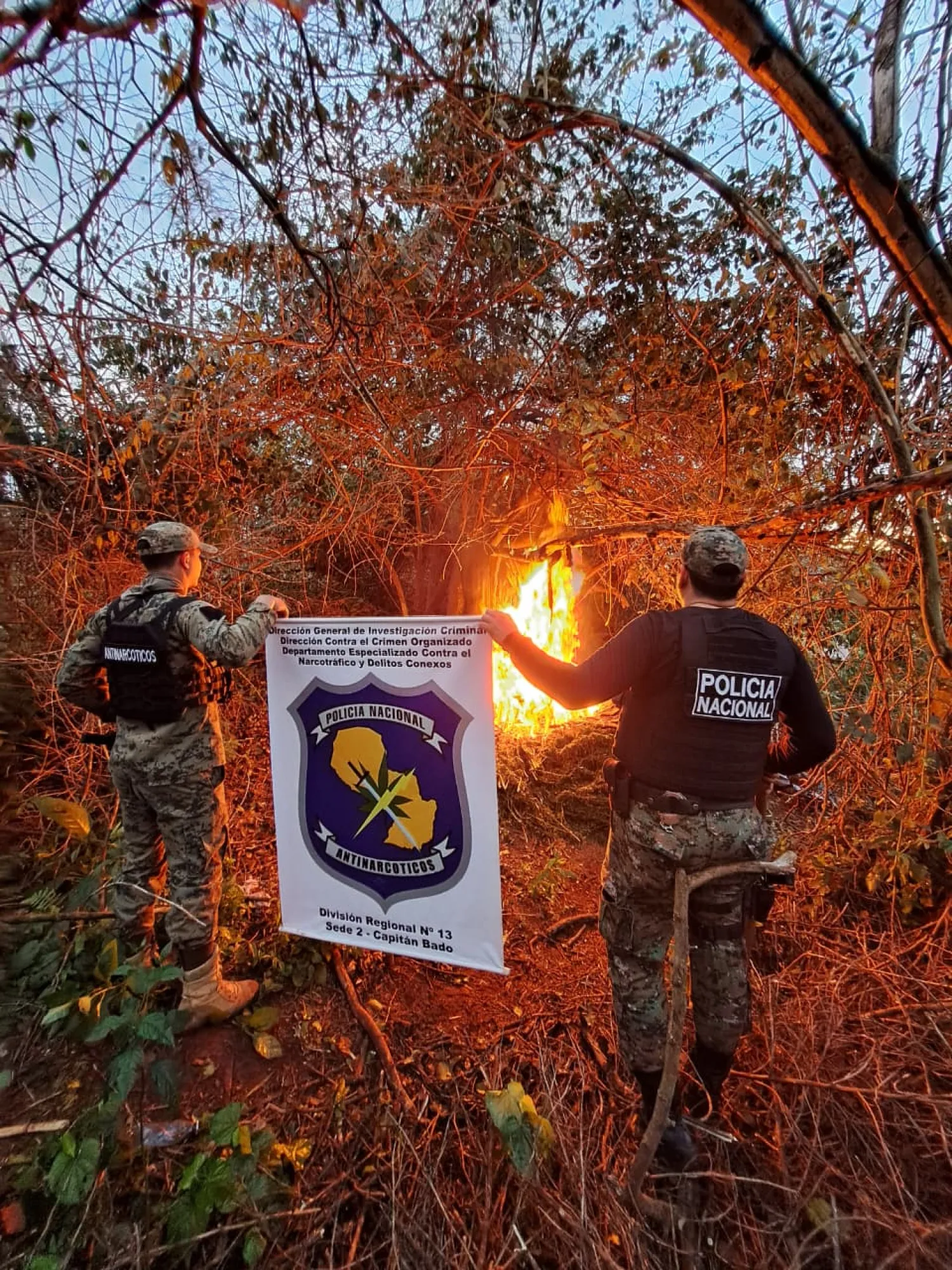 Operación antidrogas en Capitán Bado con un detenido y dos hectáreas de marihuana destruidas