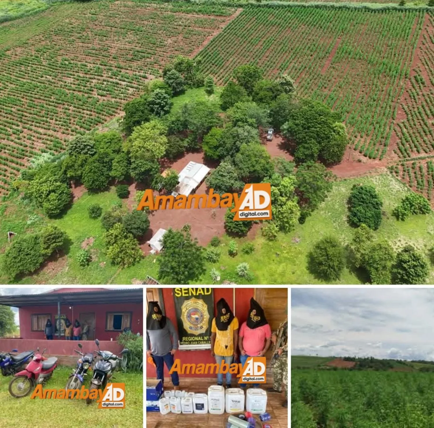 Golpe al narcotráfico en Amambay: Desarticulan logística de producción de marihuana en Colonia Piray