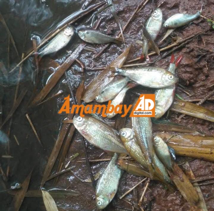 Vecinos denuncian contaminación de arroyo y mortandad de peces ocasionados por chanchería