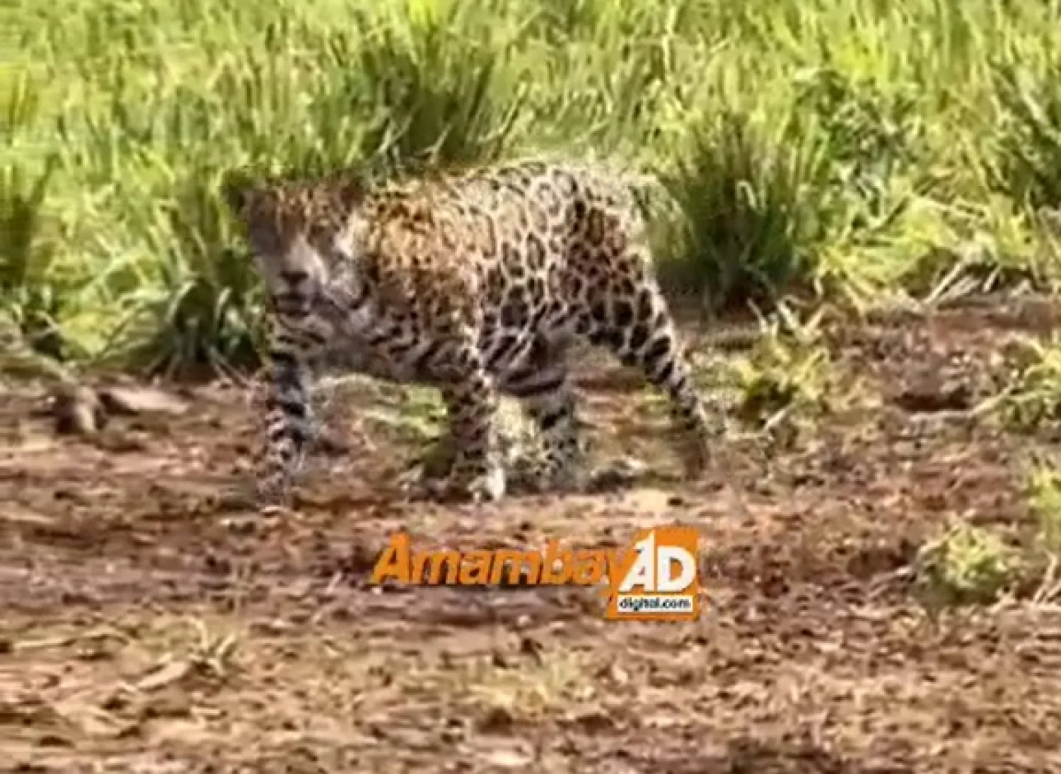Sorpresa y alerta en Fortuna Guazú: Avistan a un imponente Jaguareté en la zona