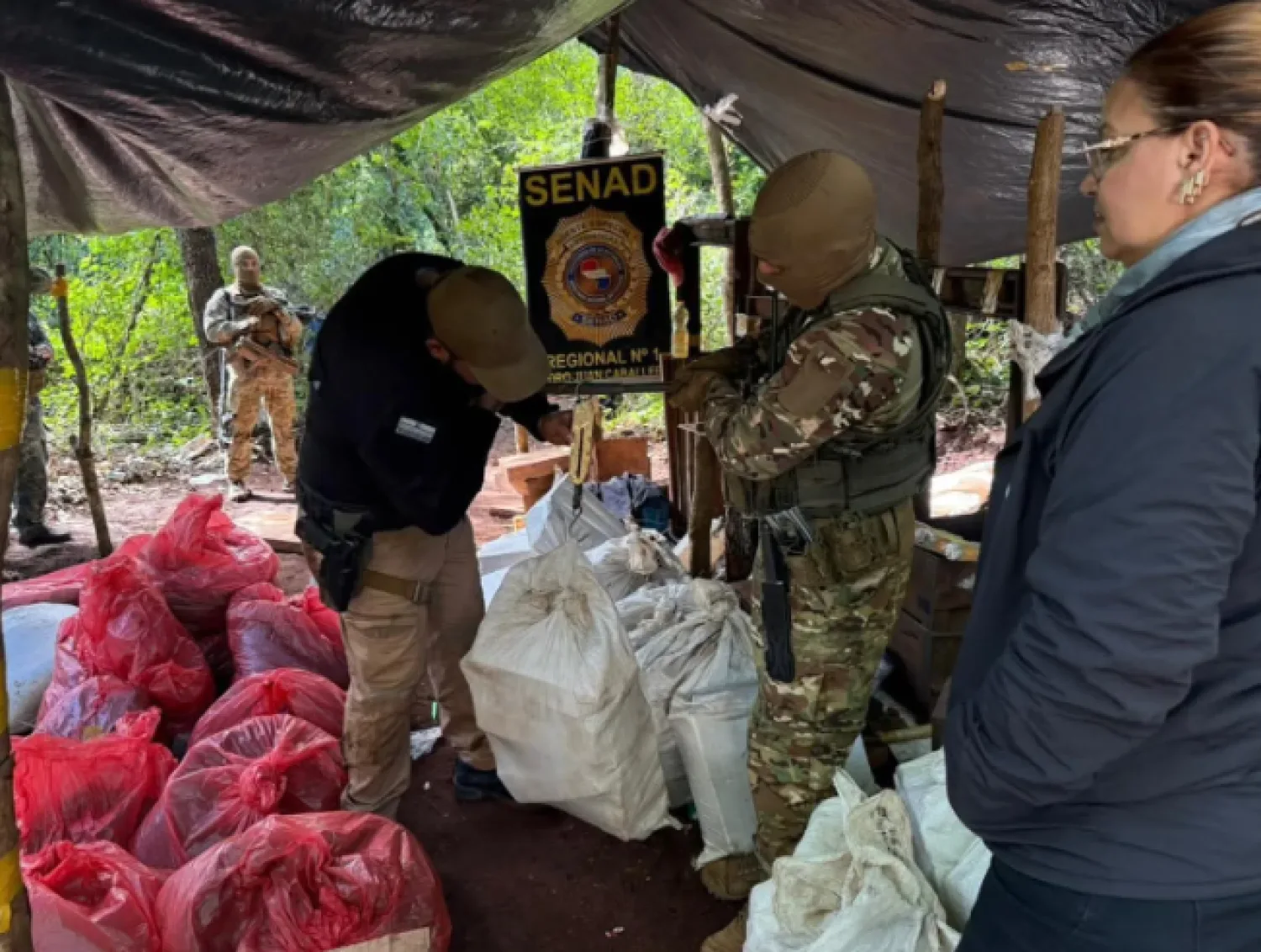 Golpe al narcotráfico en Amambay: Destruyen campamentos e incautan casi 8 toneladas de marihuana