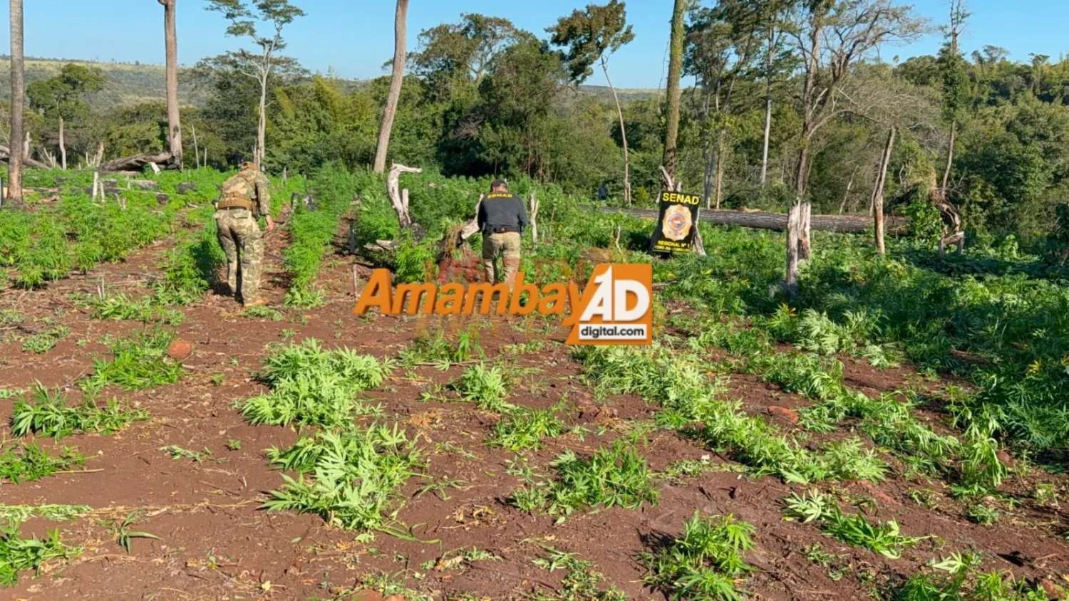 SENAD destruye ocho hectáreas de marihuana y desmantela campamentos en Cerro Corá