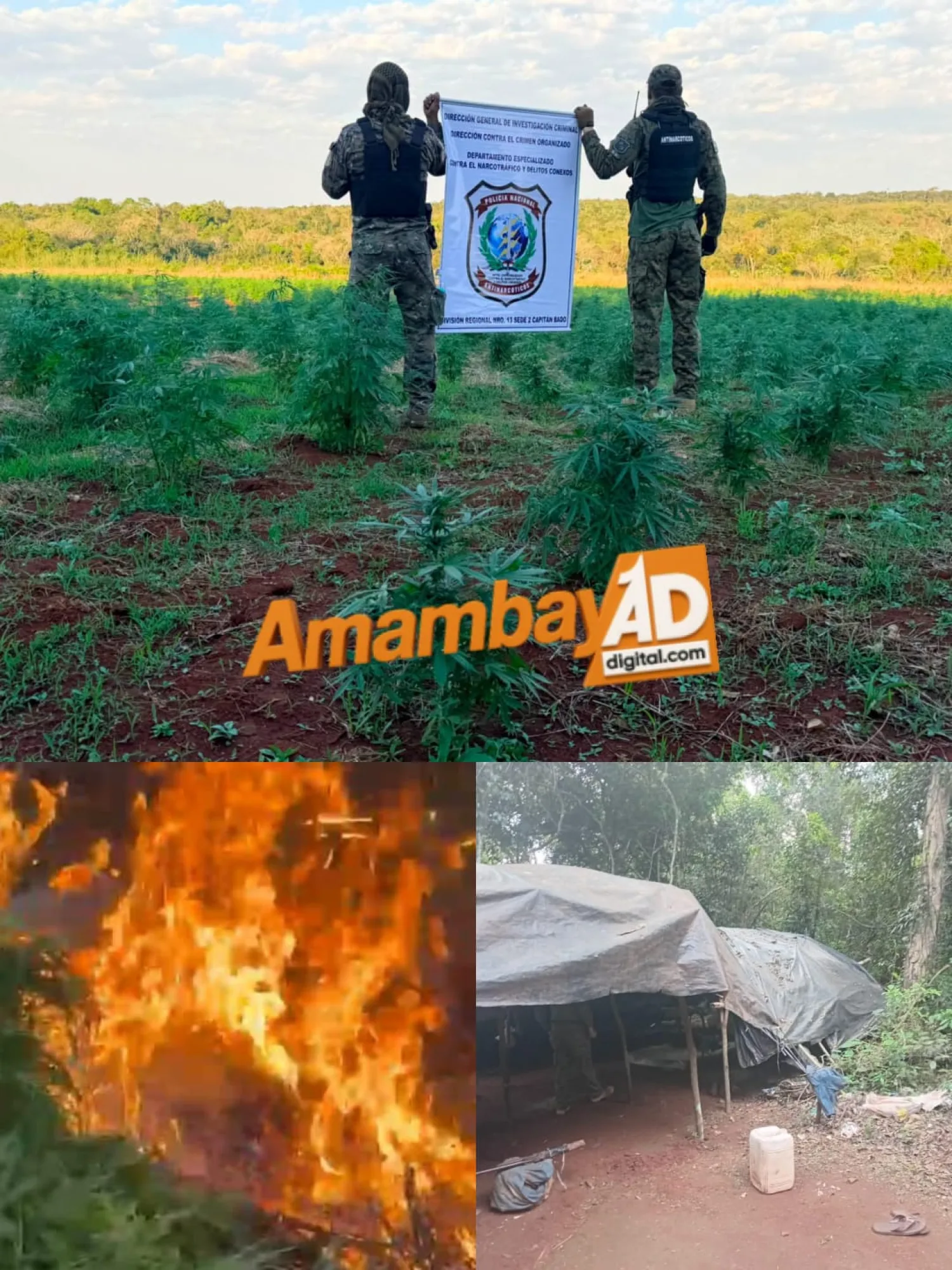 Destruyen cuatro hectáreas de marihuana durante allanamiento rural en Capitán Bado