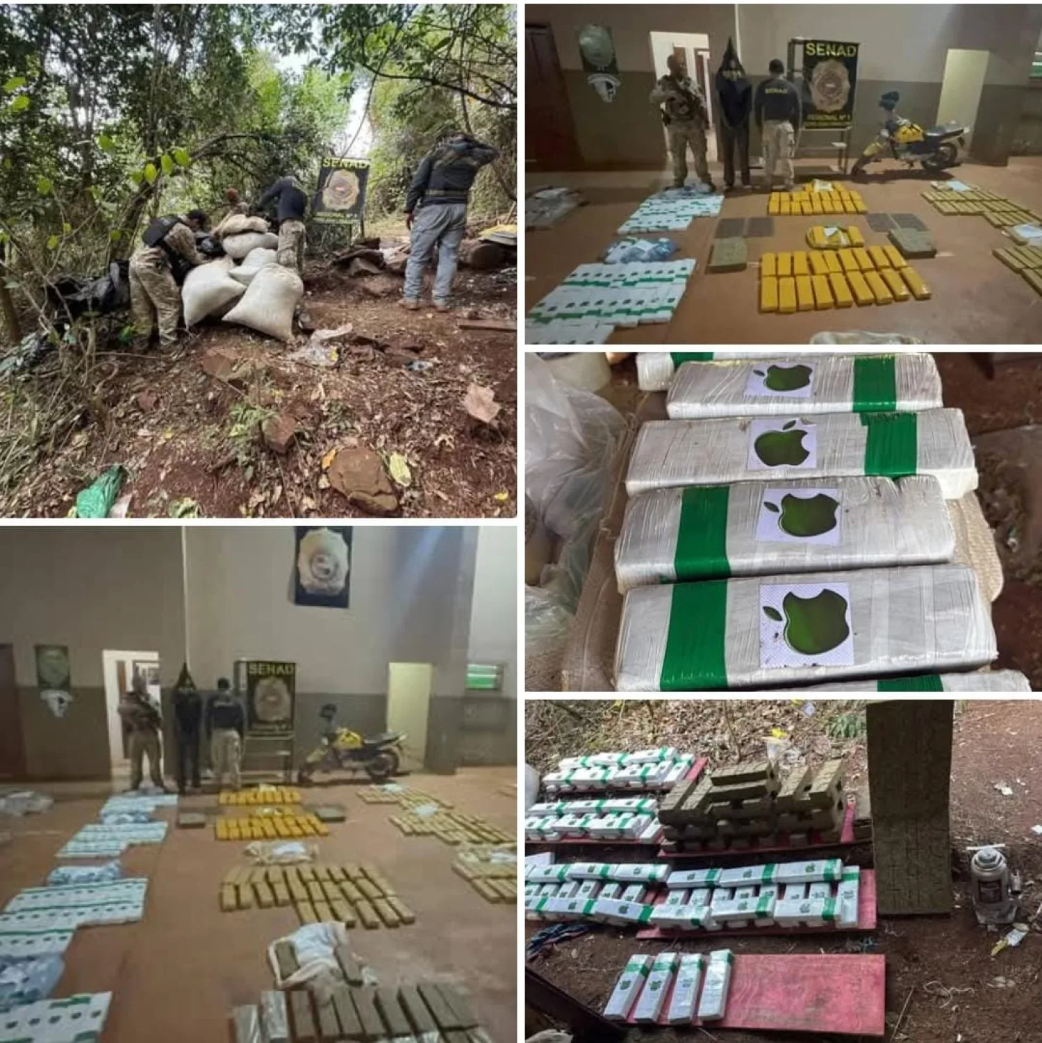 SENAD incauta 751 kilos de marihuana, destruye más de 5 toneladas y detiene a un adolescente en Capitán bado
