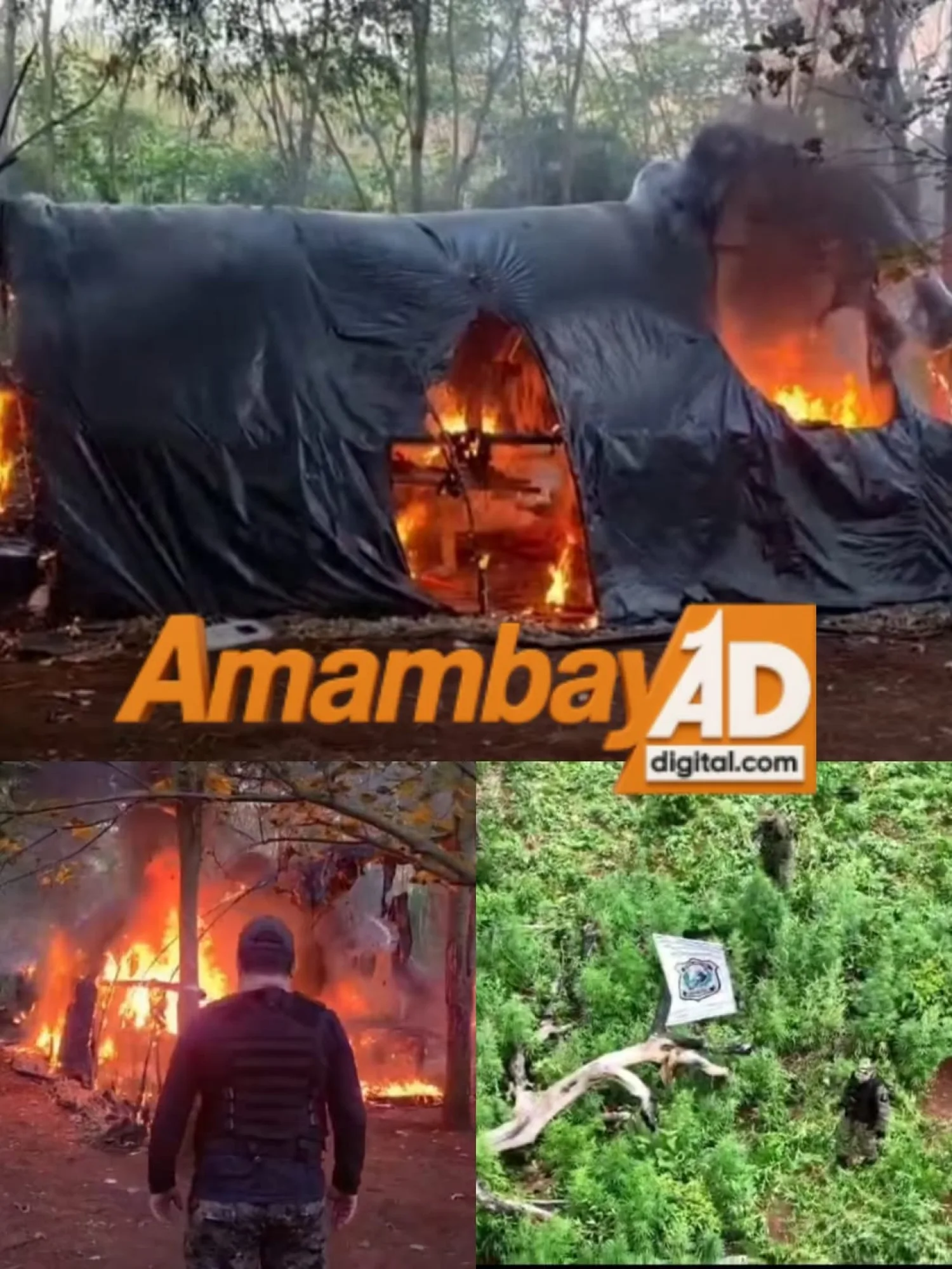 Incursión antidrogas termina con la destrucción de 15 hectáreas de marihuana en Cerro Corá