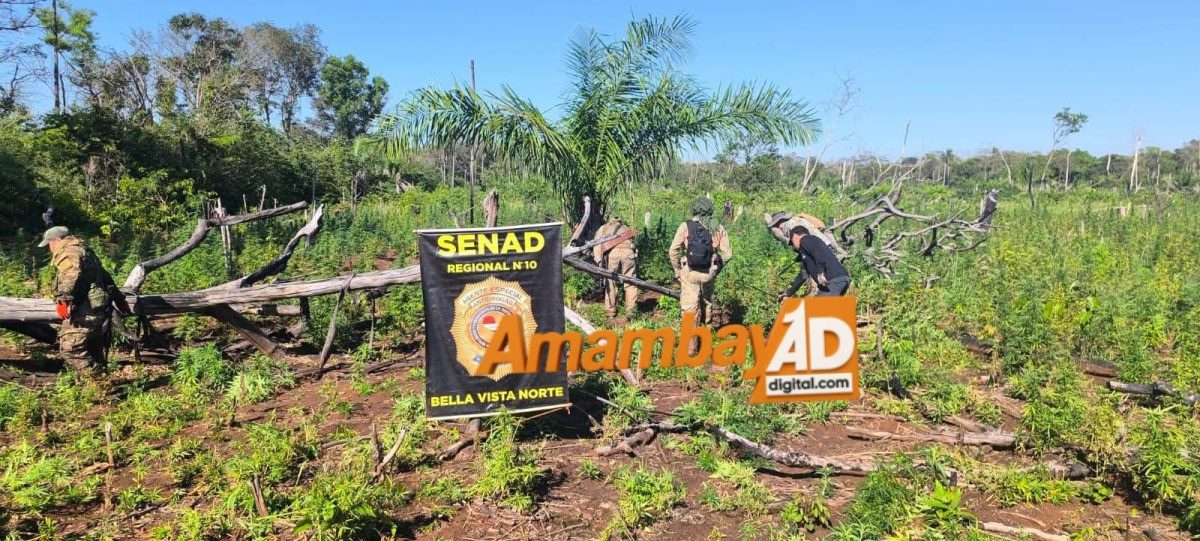 Senad elimina 5 hectáreas de marihuana y destruye 15.000 kilos en Bella Vista Norte