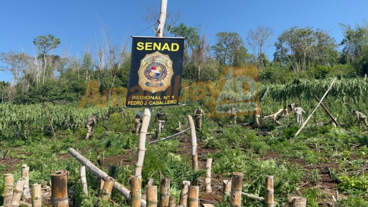 Destruyen 9 hectáreas de marihuana durante allanamiento rural en Cerro Corá