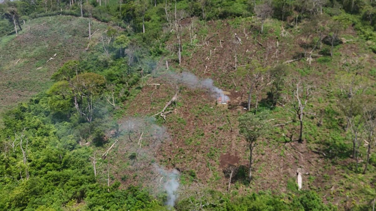 Eliminan 49 toneladas de marihuana en Bella Vista Norte