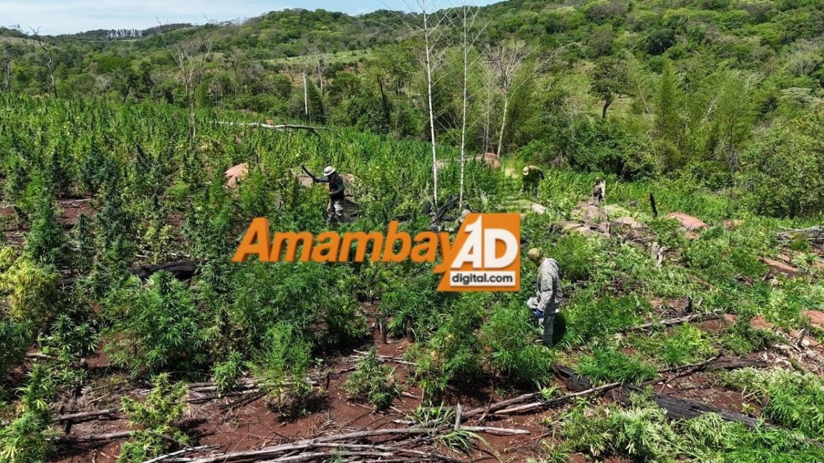 Operativo en Cerro Corá termina con la destrucción de plantación y más de 2.700 kilos de marihuana
