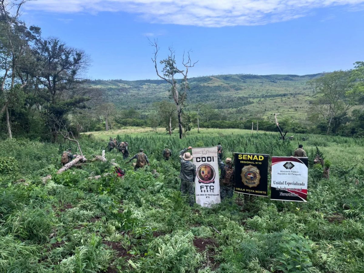 Senad elimina 9 hectáreas de marihuana durante operativo en Bella Vista Norte